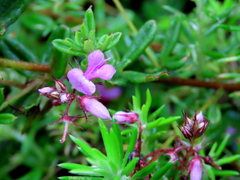 Indigofera filiformis