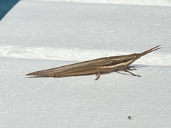 Leptysma marginicollis