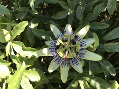 Passiflora caerulea