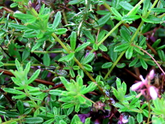 Indigofera filiformis