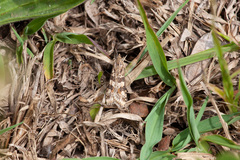 Nomophila distinctalis