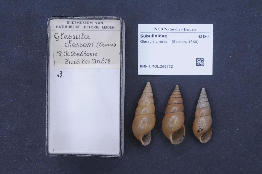 Glessulinae