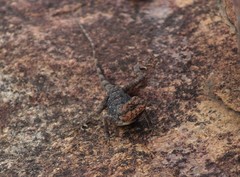 Psammophilus dorsalis