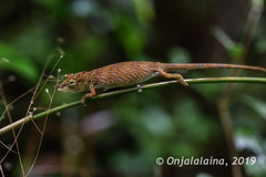 Calumma nasutum