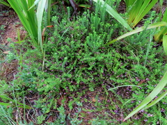 Indigofera filiformis