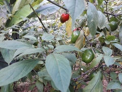 Capsicum pubescens