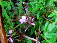 Indigofera filiformis