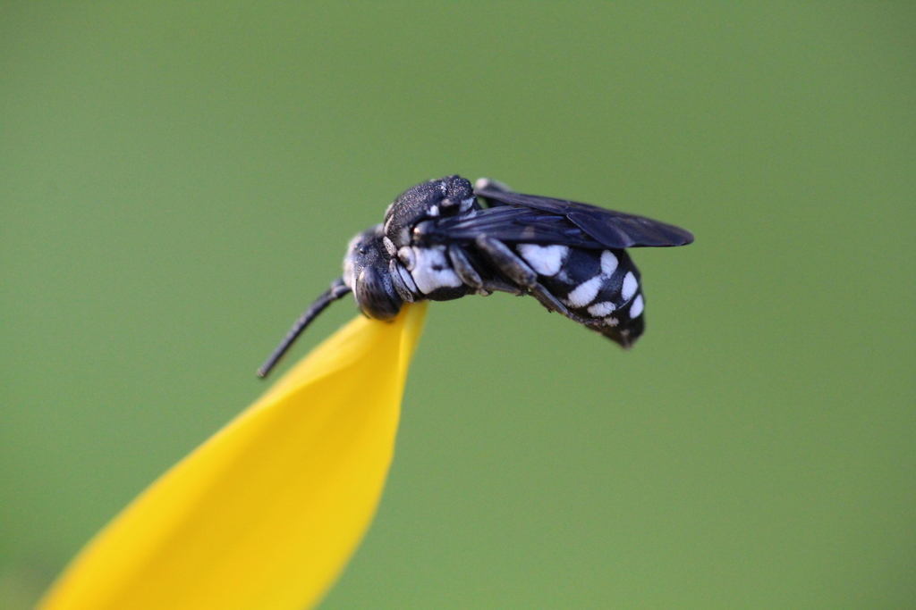Epeolus fallax