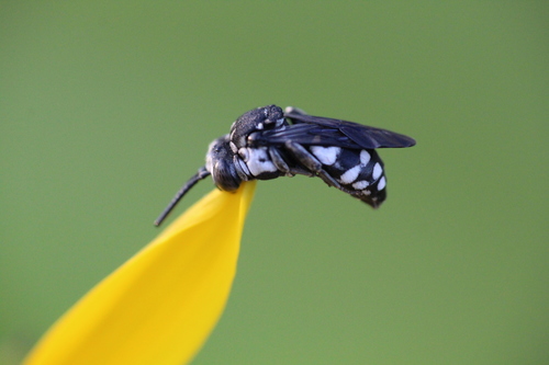 Epeolus fallax