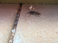 Enaphalodes hispicornis