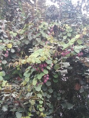 Passiflora membranacea