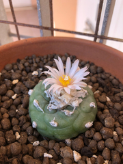 Lophophora