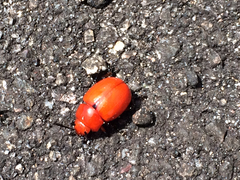 Leptinotarsa rubiginosa