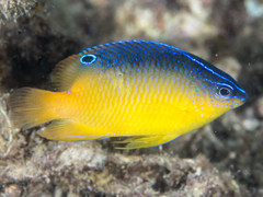 Miller's Damselfish photo 2