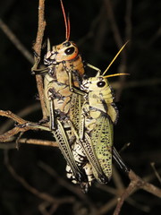 Taeniopoda citricornis