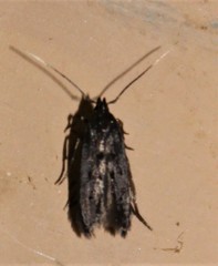 Tineidae clade b