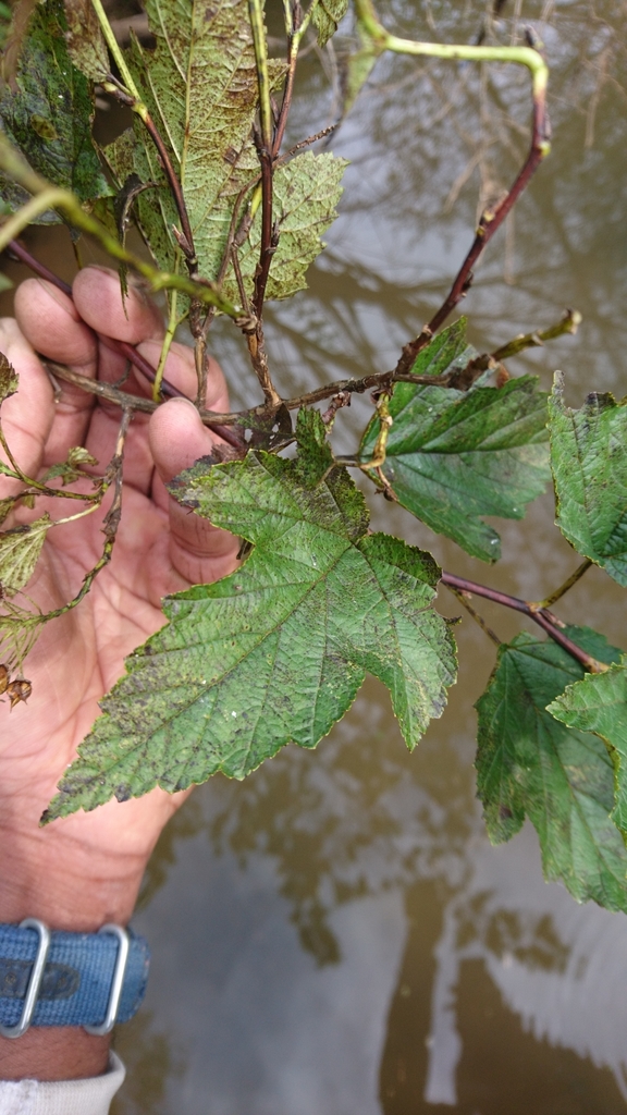 Physocarpus opulifolius, Harman, WV 26270, USA