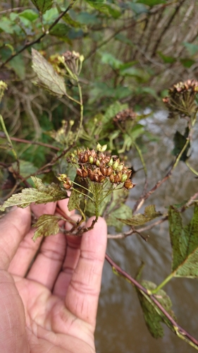 Physocarpus opulifolius