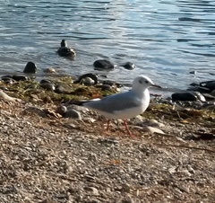 Chroicocephalus ridibundus