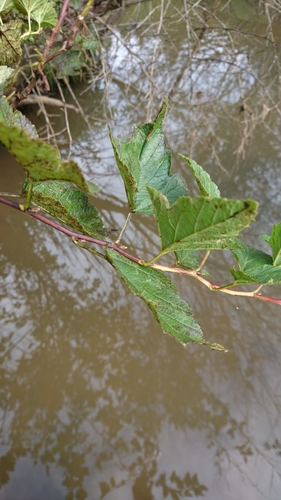 Physocarpus opulifolius
