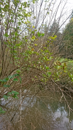 Physocarpus opulifolius