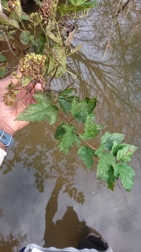 Physocarpus opulifolius