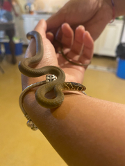 Hierophis viridiflavus