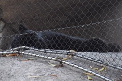 Panthera pardus orientalis