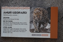 Panthera pardus orientalis