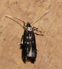 Tineidae clade b