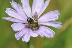 Megachile ligniseca
