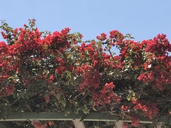 Bougainvillea
