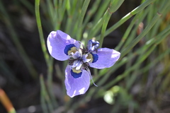 Moraea villosa