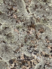 Dimelaena