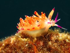 Flabellina