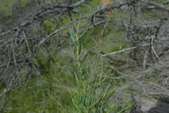 Baccharis paniculata