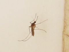 Culicidae