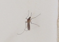Culicidae
