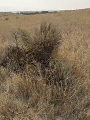 Artemisia tridentata tridentata
