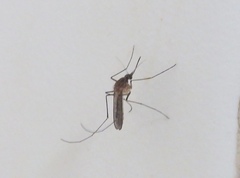 Culicidae