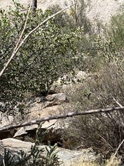 Caprimulgiformes
