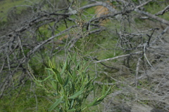 Baccharis paniculata