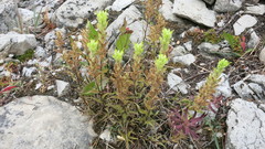 Castilleja lutescens