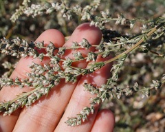 Artemisia fragrans