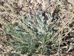 Artemisia fragrans