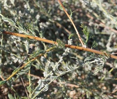 Artemisia fragrans