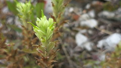 Castilleja lutescens