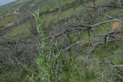 Baccharis paniculata