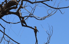 Colaptes campestris