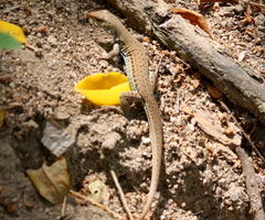 Ameiva bifrontata